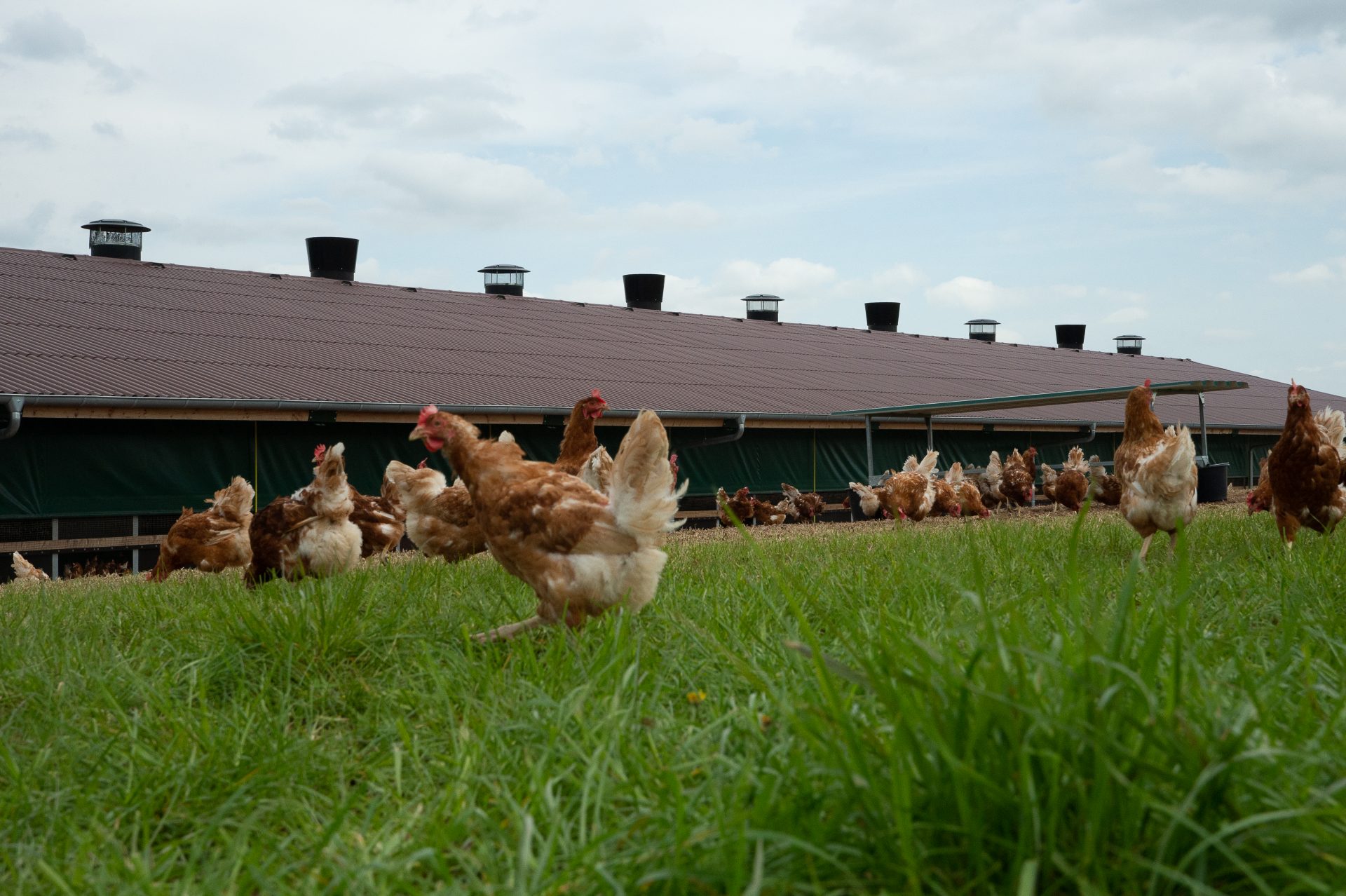 equal pressure ventilation poultry equal pressure ventilation poultry